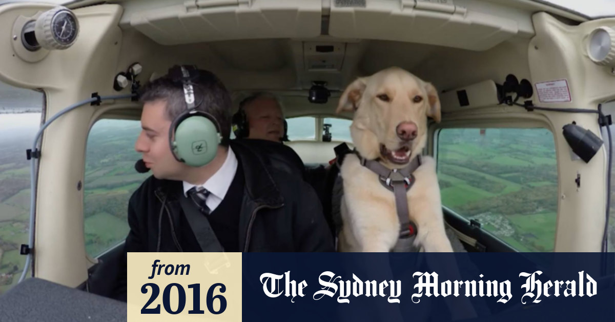 Dog flying airplane store